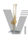 The model of elbow joint